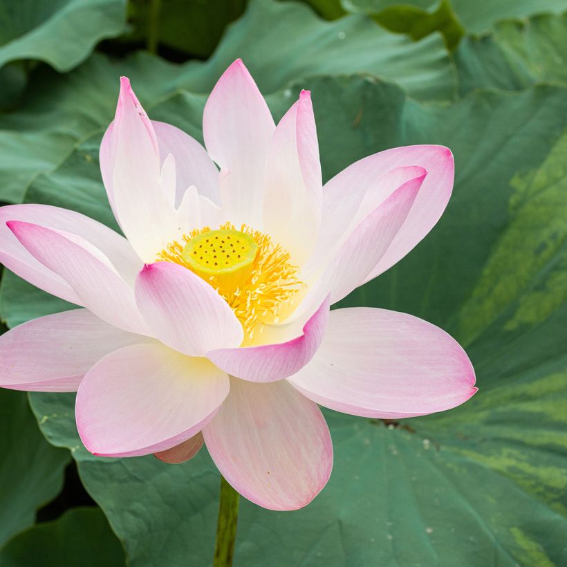 Nelumbo nucifera - Lotus sacré (Floraison)