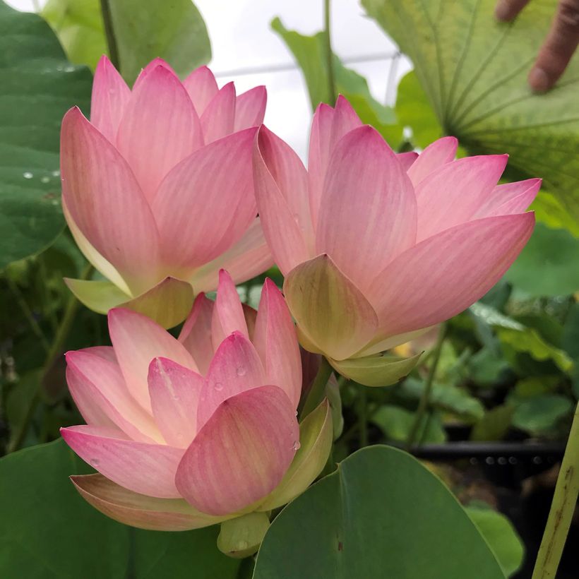 Nelumbo Guifei Zuijiu - Lotus nain (Floraison)