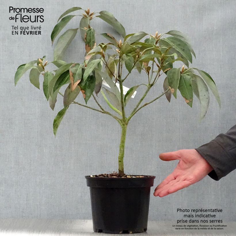 Spécimen de Neolitsea sericea Pot de 4L/5L tel que livré en hiver