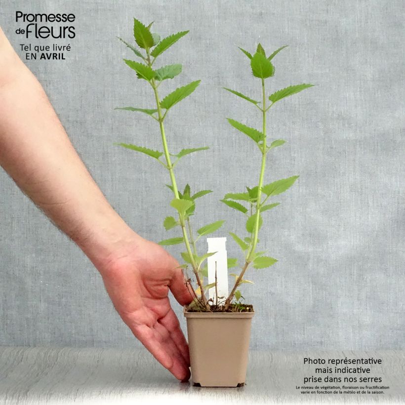 Nepeta Blue Dragon Maceta de 8/9 cm Ejemplar entregado en la primavera