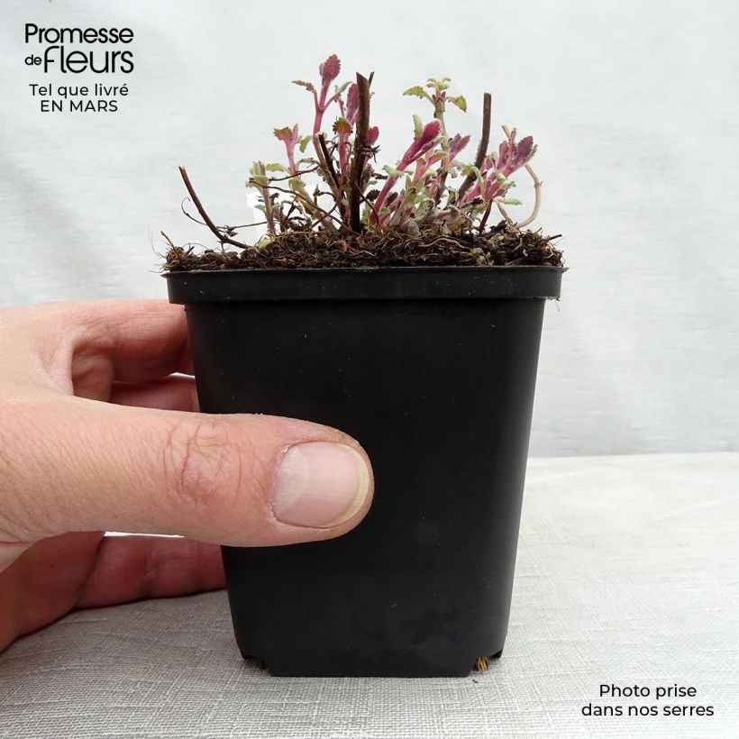Spécimen de Nepeta Kit Cat - Chataire Godet de 8/9 cm tel que livré en hiver