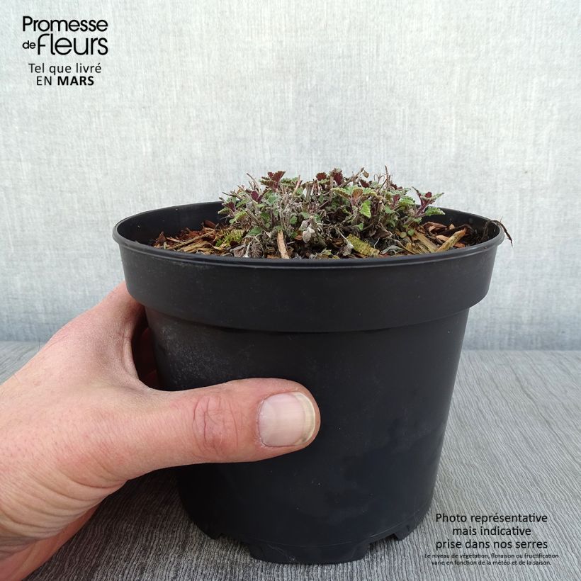 Spécimen de Nepeta Kit Cat - Chataire Pot de 2L/3L tel que livré en hiver