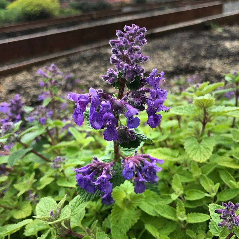 Nepeta Nova Blue - Népéta hybride (Floraison)