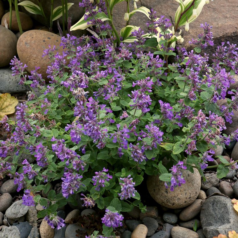 Nepeta Nova Blue - Népéta hybride (Port)