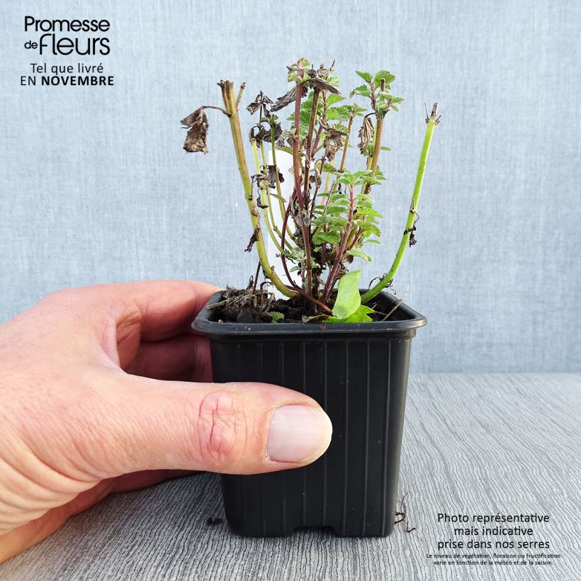 Spécimen de Nepeta Purrsian Blue - Chataire Godet de 8/9 cm tel que livré en automne