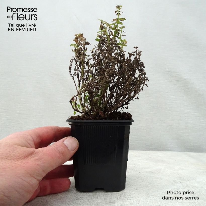 Spécimen de Nepeta Purrsian Blue - Chataire Godet de 8/9 cm tel que livré en hiver