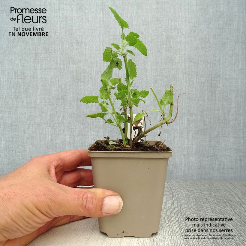 Spécimen de Nepeta cataria Citriodora - Chataire citron. Godet de 8/9 cm tel que livré en automne