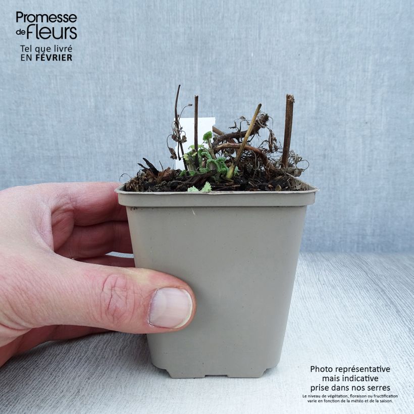 Spécimen de Nepeta cataria Citriodora - Chataire citron. Godet de 8/9 cm tel que livré en hiver