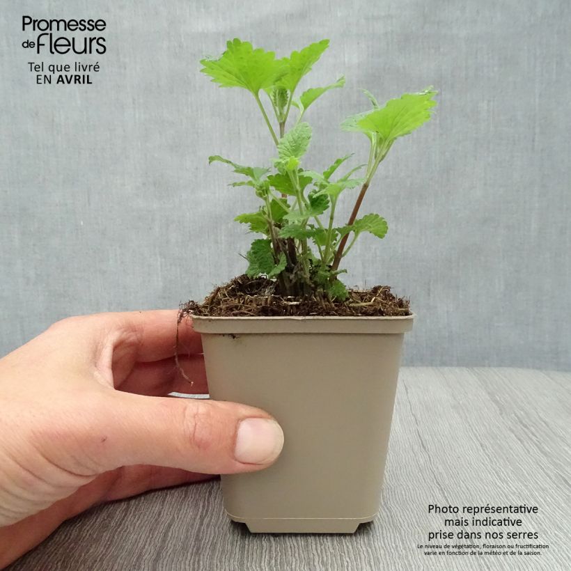 Spécimen de Nepeta cataria Citriodora - Chataire citron. Godet de 8/9 cm tel que livré au printemps