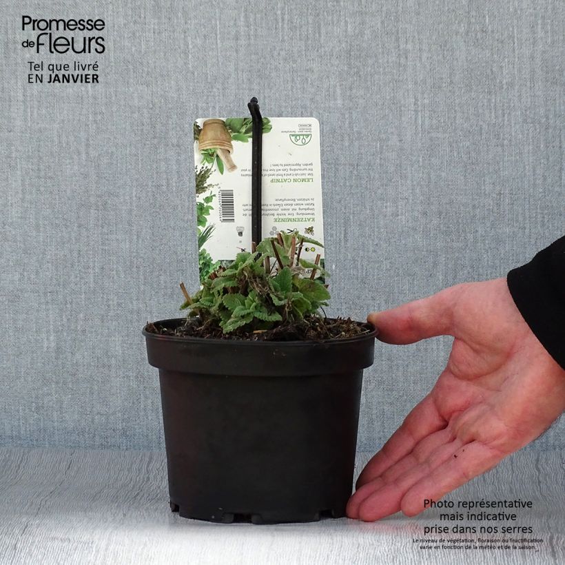 Spécimen de Nepeta cataria Citriodora - Chataire citron. Pot de 1,5L/2L tel que livré en hiver