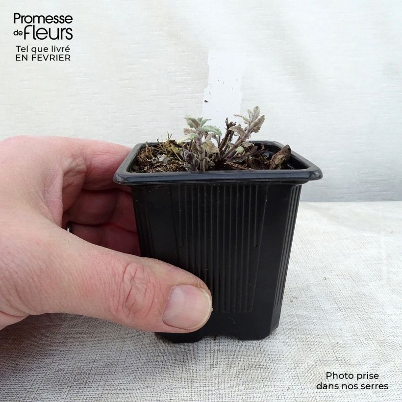 Spécimen de Nepeta faassenii Cat’s Meow - Chataire  Godet de 8/9 cm tel que livré en hiver