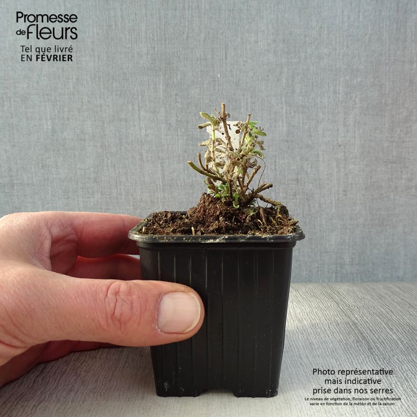 Spécimen de Nepeta faassenii Cat's Pajamas Godet de 8/9 cm tel que livré en hiver