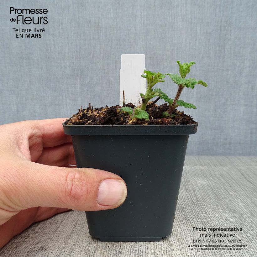 Spécimen de Nepeta faassenii Cat's Pajamas Godet de 8/9 cm tel que livré au printemps