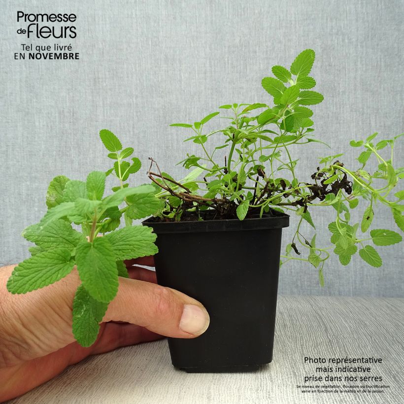 Spécimen de Nepeta faassenii - Népéta hybride Godet de 8/9 cm tel que livré en automne