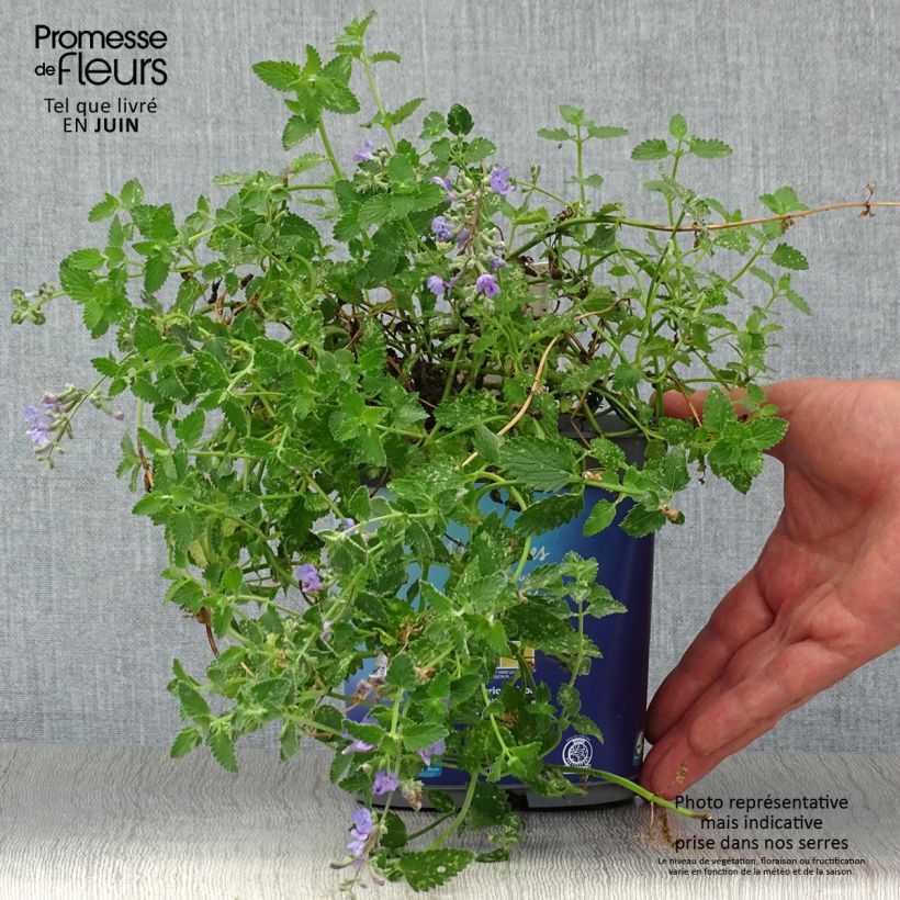 Spécimen de Nepeta faassenii Six Hill s Giant Pot de 2L/3L tel que livré en été