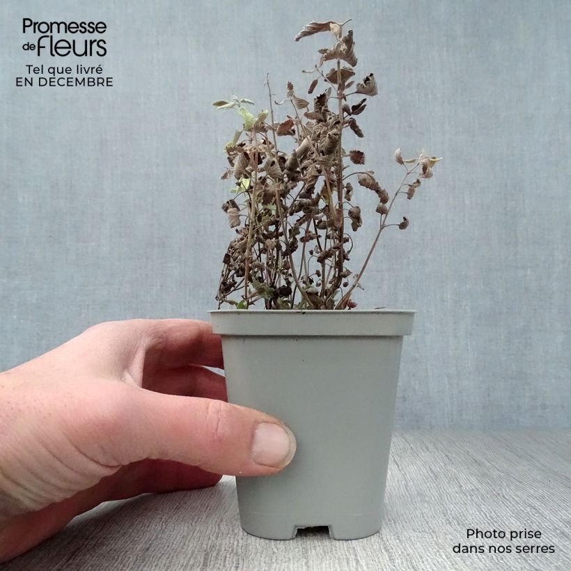 Spécimen de Nepeta faassenii Walker's Low Godet de 8/9 cm tel que livré en hiver