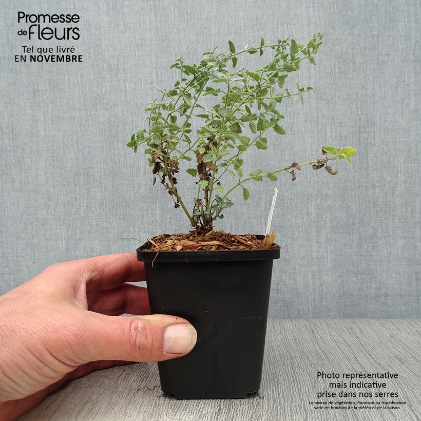 Spécimen de Nepeta faassenii Walker's Low Godet de 8/9 cm tel que livré en automne