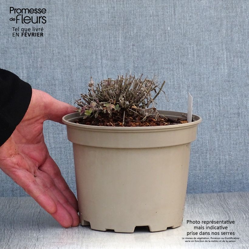Spécimen de Nepeta faassenii Walker's Low Pot de 2L/3L tel que livré en hiver