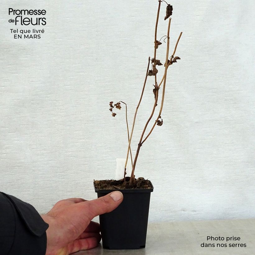 Spécimen de Nepeta govaniana Godet de 8/9 cm tel que livré au printemps