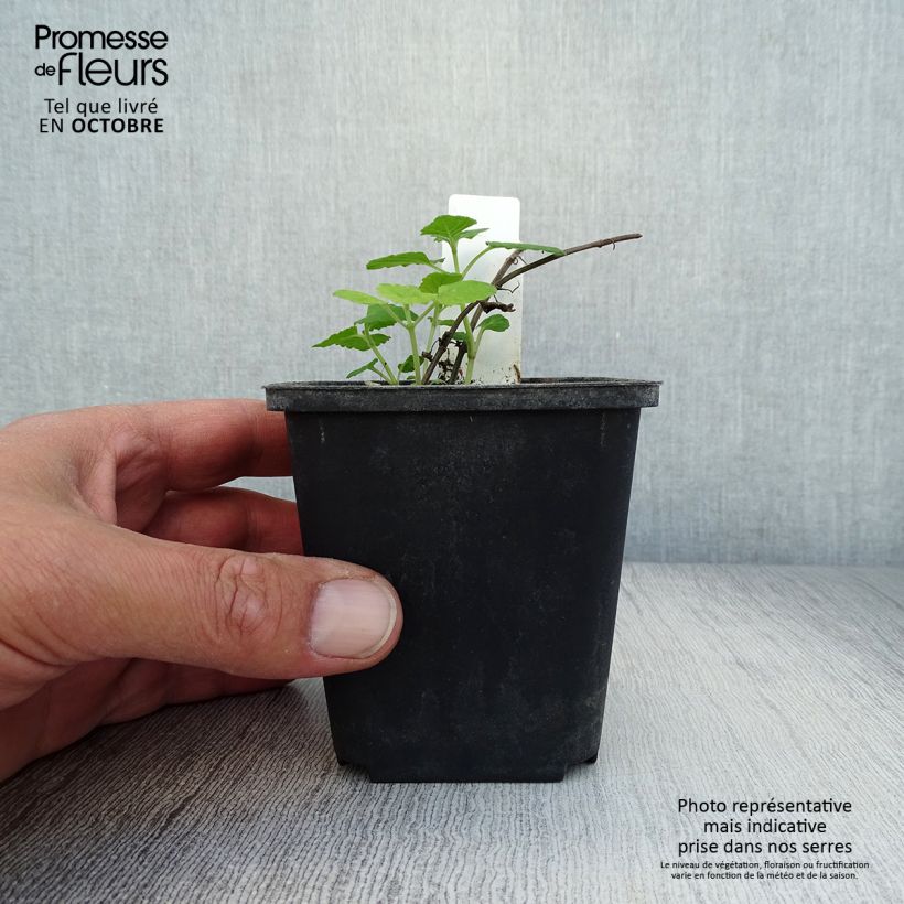 Spécimen de Nepeta govaniana Godet de 8/9 cm tel que livré en automne