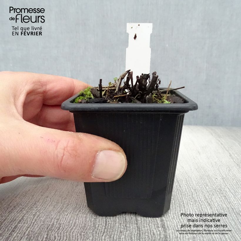 Spécimen de Nepeta grandiflora Dawn to Dusk Godet de 8/9 cm tel que livré en hiver