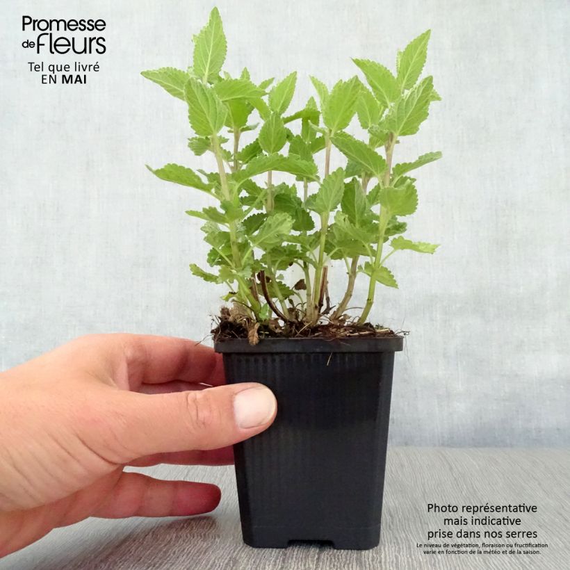 Spécimen de Nepeta grandiflora Dawn to Dusk Godet de 8/9 cm tel que livré au printemps