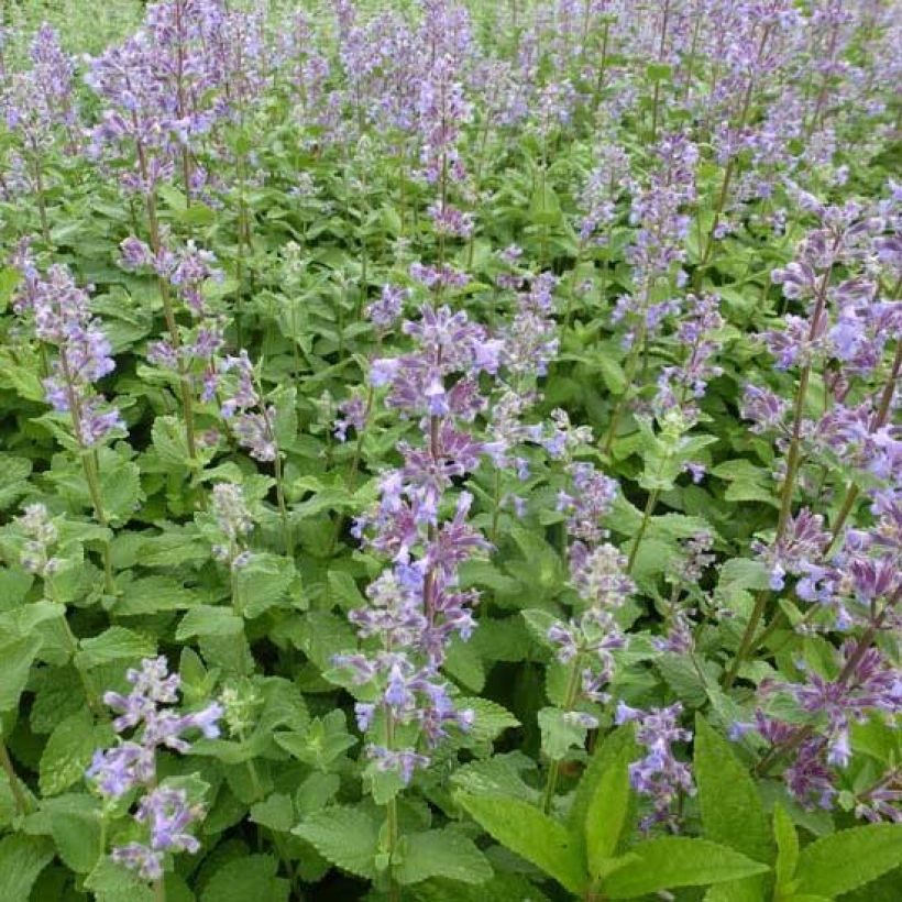 Nepeta grandiflora Summer Magic (Floração)