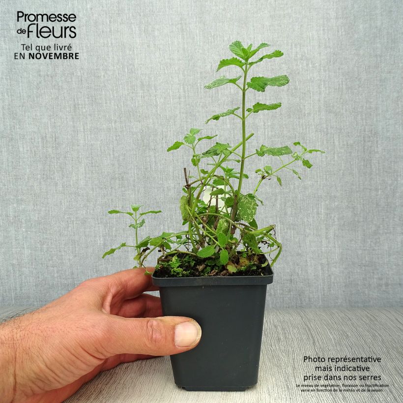 Spécimen de Nepeta grandiflora Summer Magic Godet de 8/9 cm tel que livré en automne