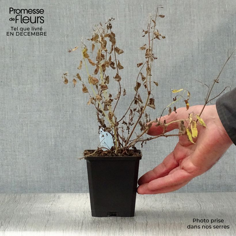 Spécimen de Nepeta grandiflora Summer Magic Godet de 8/9 cm tel que livré en hiver