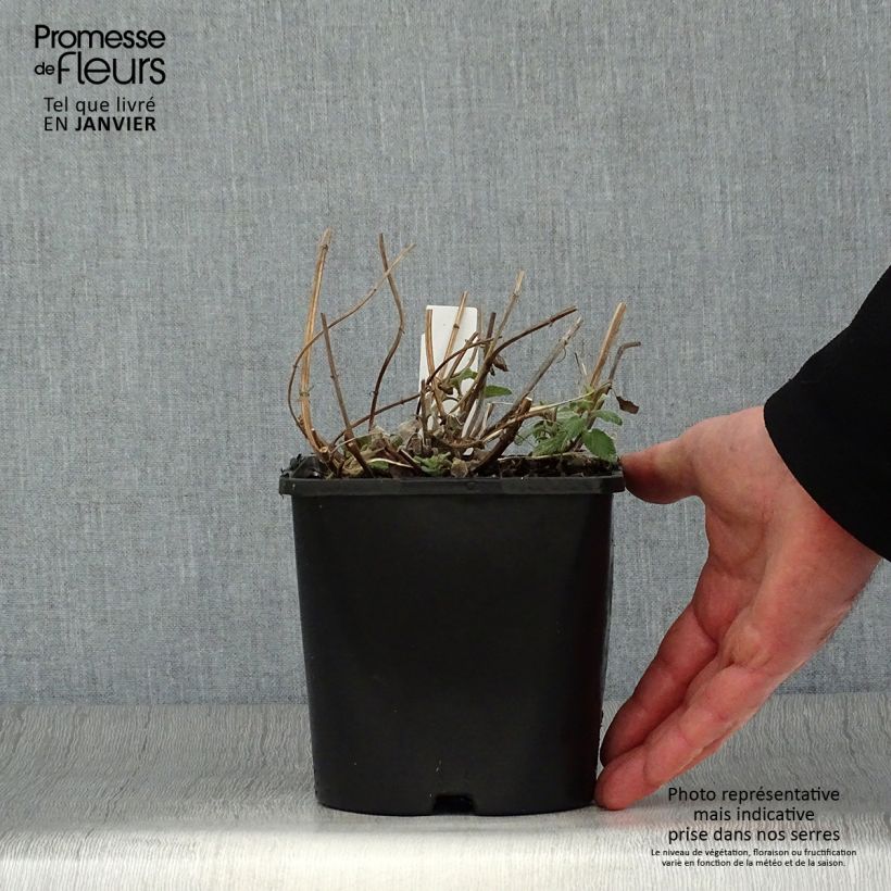 Spécimen de Nepeta grandiflora Summer Magic Pot de 2L/3L tel que livré en hiver