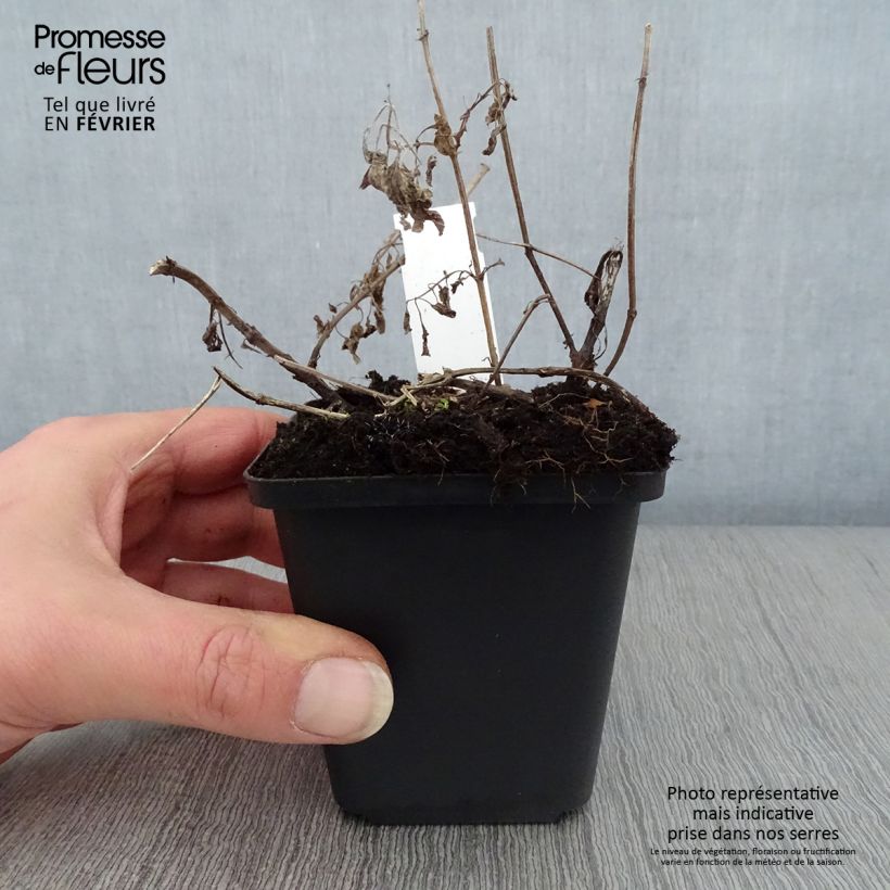 Spécimen de Nepeta grandiflora Wild Cat - chataire Godet de 8/9 cm tel que livré en hiver