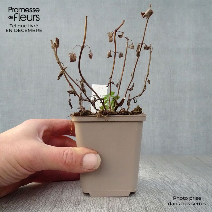 Spécimen de Nepeta grandiflora Zinser's Giant - Herbe à chats géante Godet de 8/9 cm tel que livré en hiver