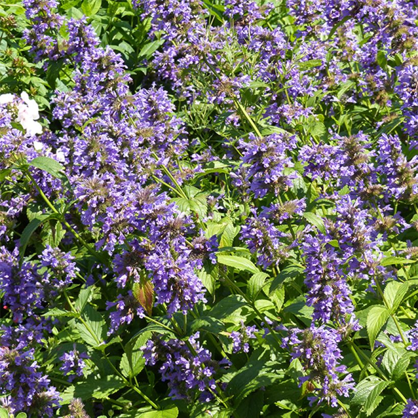 Nepeta kubanica (Floração)