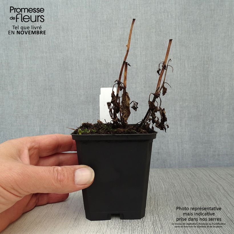 Spécimen de Nepeta kubanica - Chataire Godet de 8/9 cm tel que livré en automne