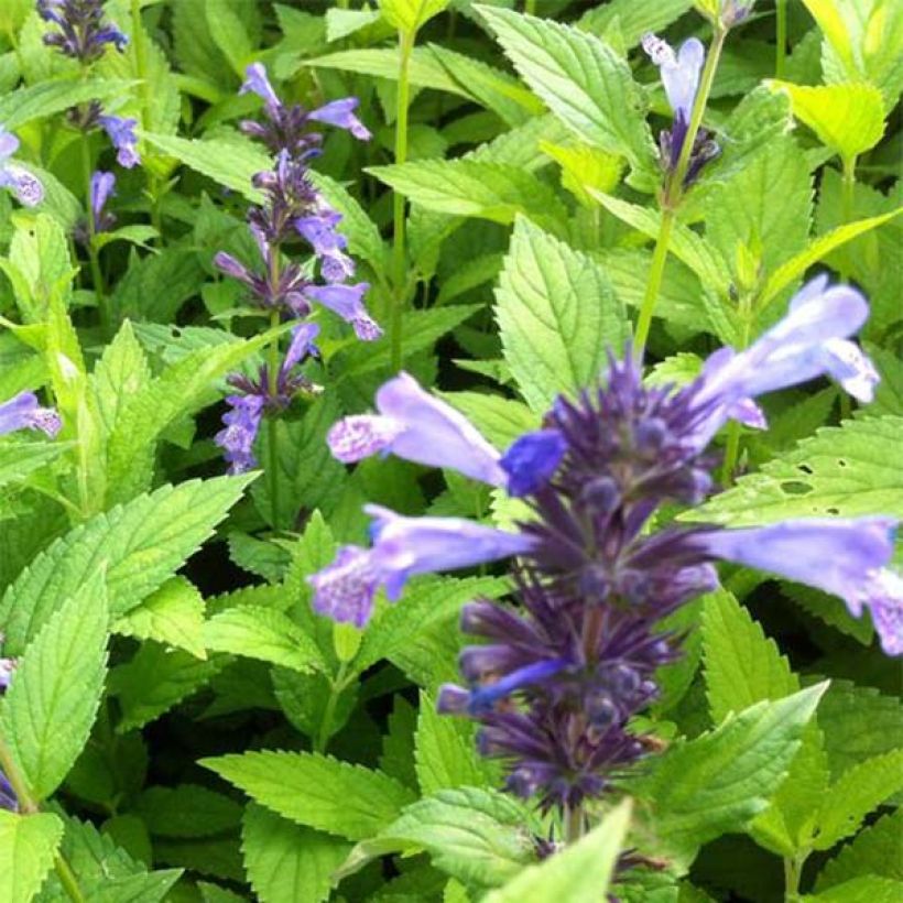 Nepeta manchuriensis Manchu Blue (Floração)