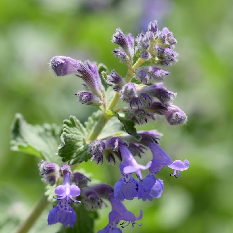 Nepeta manchuriensis Manchu Blue (Floraison)