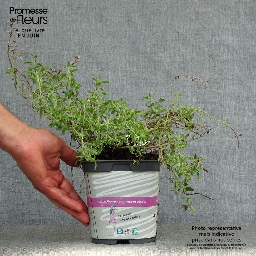 Spécimen de Nepeta mussinii (racemosa) - Chataire Pot de 2L/3L tel que livré en été