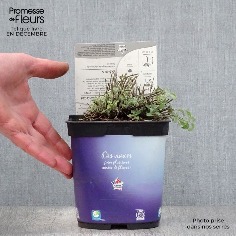 Spécimen de Nepeta mussinii (racemosa) - Chataire Pot de 2L/3L tel que livré en hiver