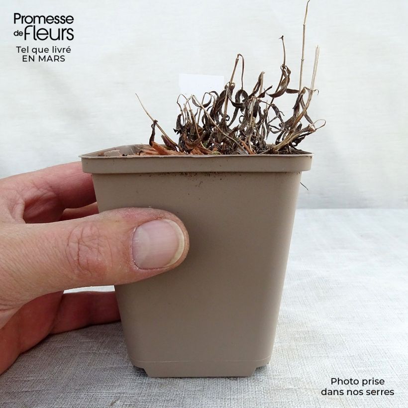 Spécimen de Nepeta nervosa - Chataire nervurée Godet de 8/9 cm tel que livré en hiver