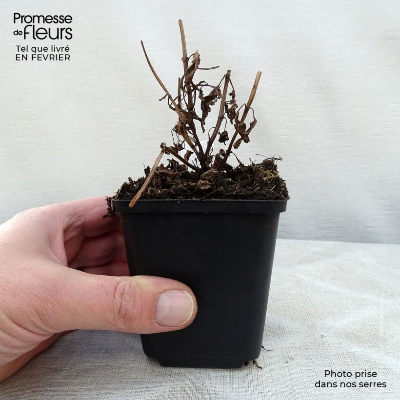 Spécimen de Népéta nervosa Neptune - Chataire Godet de 8/9 cm tel que livré en hiver