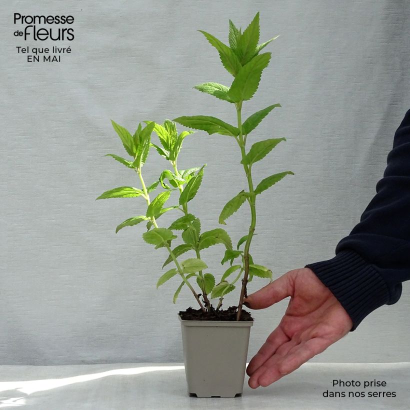 Amostra de Nepeta nervosa Neptune Vaso de 8/9 cm tal como entregue na primavera