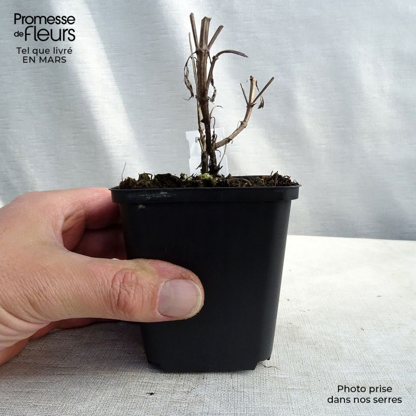 Spécimen de Nepeta nuda Purple Cat - Chataire Godet de 8/9 cm tel que livré en hiver