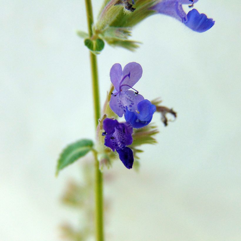 Népéta racemosa Grog - Chataire (Floraison)