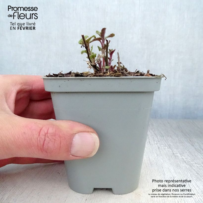 Spécimen de Népéta racemosa Grog - Chataire Godet de 8/9 cm tel que livré en hiver
