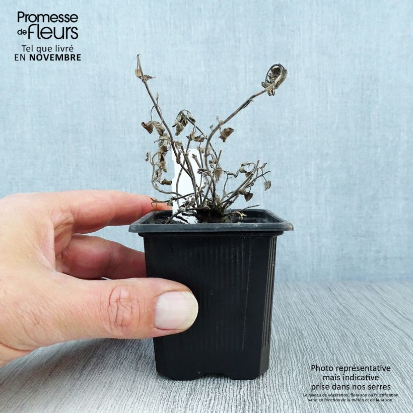 Spécimen de Nepeta racemosa Snowflake - Chataire à fleurs blanches Godet de 8/9 cm tel que livré en automne