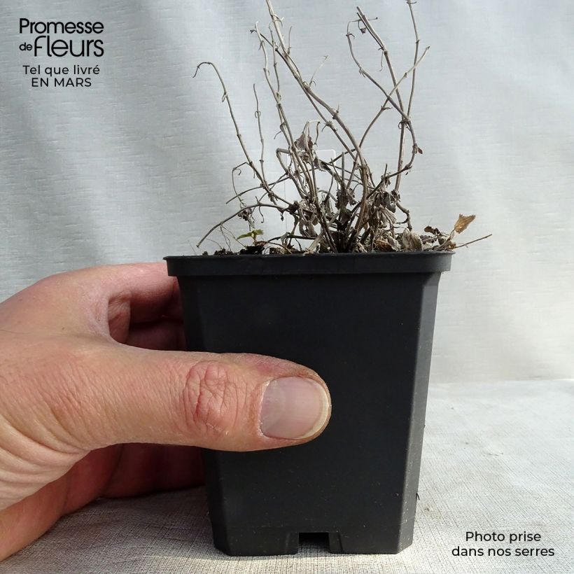 Spécimen de Nepeta racemosa Snowflake - Chataire à fleurs blanches Godet de 8/9 cm tel que livré en hiver