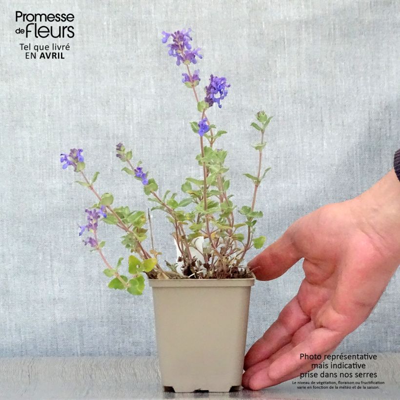 Spécimen de Nepeta racemosa Superba - Chataire Godet de 8/9 cm tel que livré au printemps