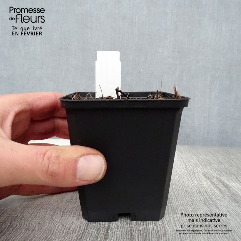 Spécimen de Nepeta sibirica Souvenir d Andre Chaudron Godet de 8/9 cm tel que livré en hiver