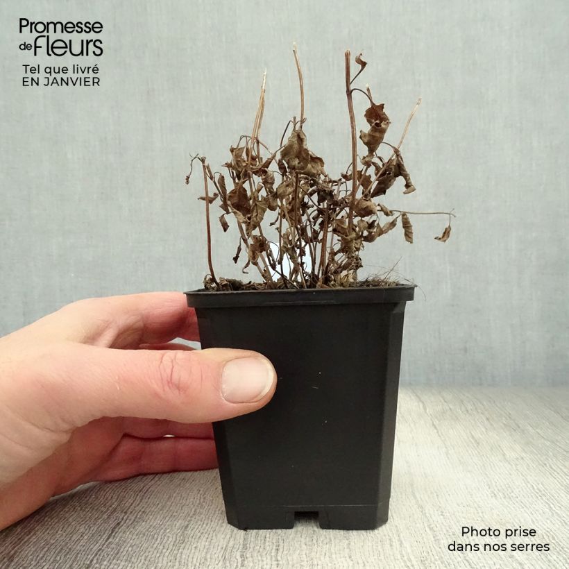 Spécimen de Nepeta subsessilis - Chataire subsessile  Godet de 8/9 cm tel que livré en hiver