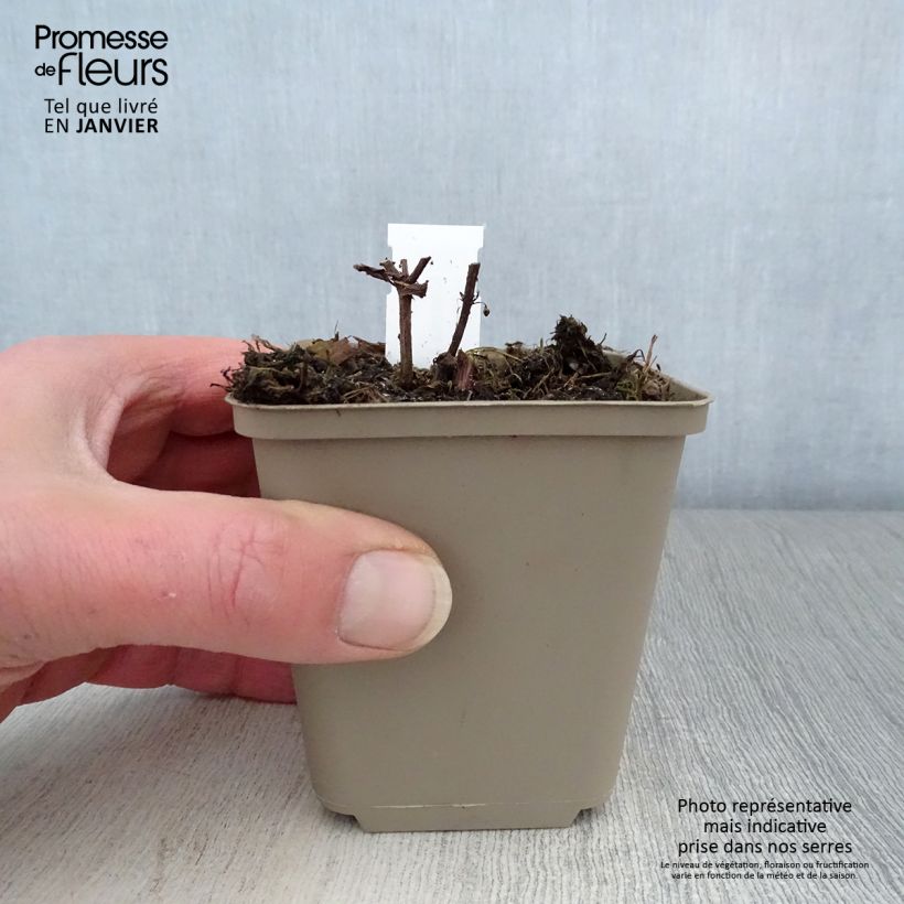 Spécimen de Nepeta subsessilis Laufen - Chataire Godet de 8/9 cm tel que livré en hiver